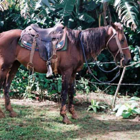 Horse Back Riding | Cuba tour guide - Alain Alvarez